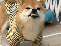 -柴迷FANS CLUB·柴犬狗咖·猫咖