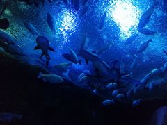 -成都浩海立方海洋公园