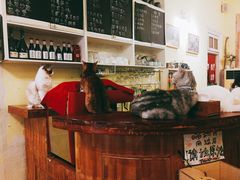 -猫色咖啡·猫咖