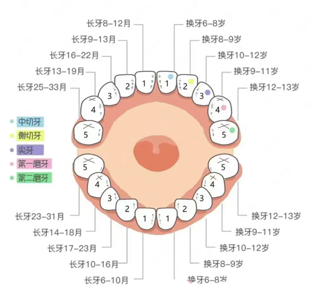 恒牙生长顺序图片图片