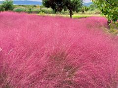 -羊亭河湿地公园