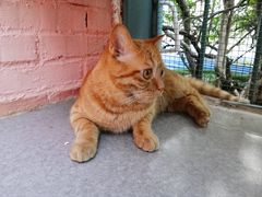 -喵屿·大理花园猫咖