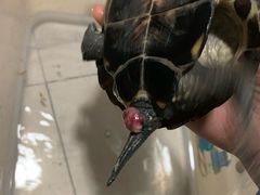 -灵龟之家百象馆(百象馆联合旗舰店)