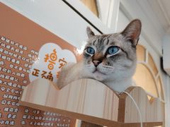 -共舞时光猫咖·狗咖(新街口店)