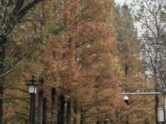-白水寺森林公园