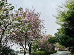 -长洲岛
