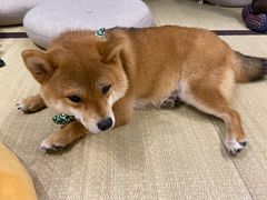 -逗柴咖啡屋·狗咖猫咖宠物桌游
