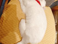 -猫咖时代(中山亭店)