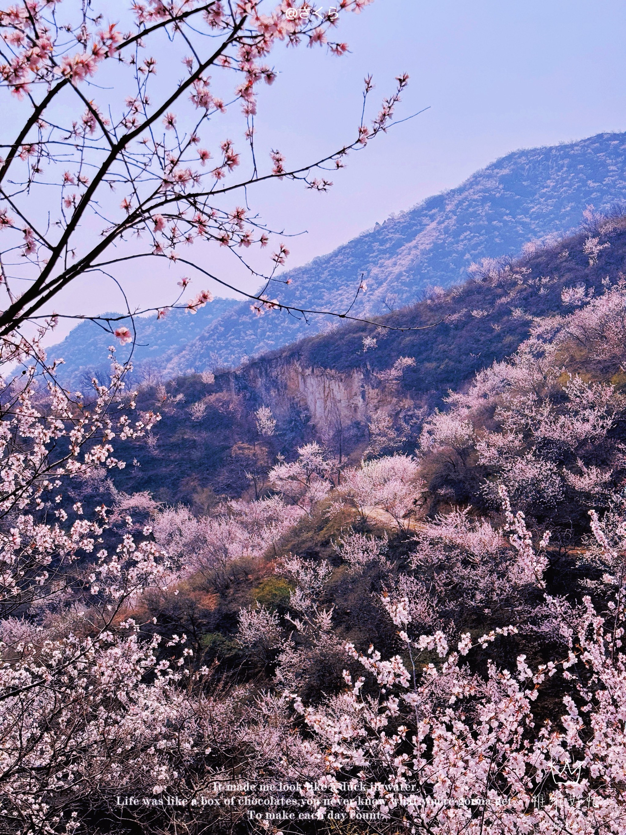 暖暖春风迎面吹桃花朵朵开