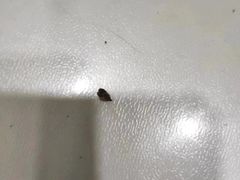 -佳怡动物医院·平价24小时·猫专科骨外科