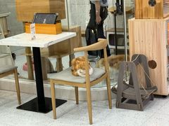 -喵园·猫主题咖啡厅·撸猫·猫咖(国贸店)