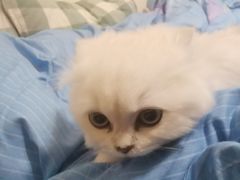 -欣宠猫屋·矮脚拿破仑·蓝金金渐层