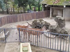 -成都动物园