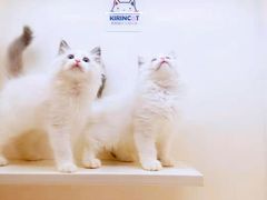 -十年猫舍·猫咪专门店(普陀店)