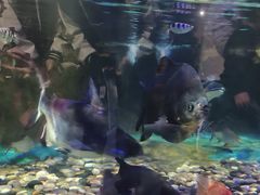 -大连圣亚海洋世界