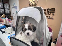 -瑞派康怡24h宠物医院·犬猫医疗中心·微创绝育(瑞景分院)