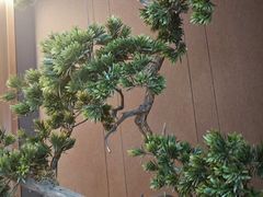 -香港狮子山下·明星粤菜餐厅(北苑店)