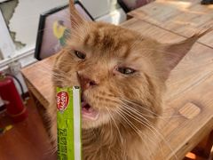 -猫小院猫主题咖啡厅(北锣店)
