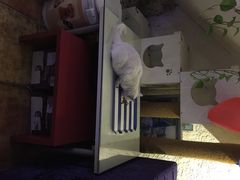 海妖酒吧-Sirena海妖日咖夜酒