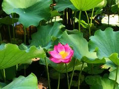 -四川大学(华西校区)