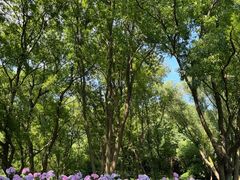 -西湖风景区-江洋畈生态公园