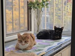 -达爱动物医院·犬猫分区·CT·复杂眼科(远洋山水分院)