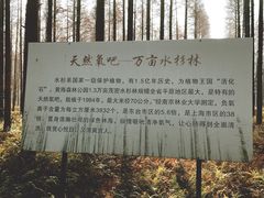 景点-黄海国家森林公园