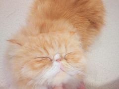 -藏猫猫咖啡主题馆(中央大道店)