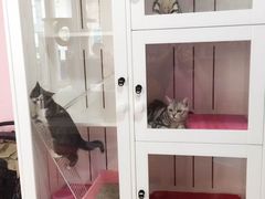 -唐小姐の猫狗洗护·购宠旗舰店(周浦万达店)