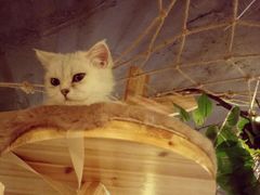 -共舞时光猫咖·狗咖(新街口店)