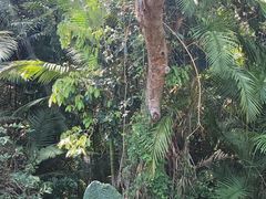 -热带雨林自然公园