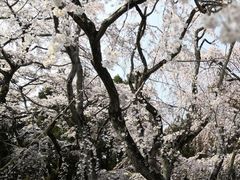 -醍醐寺