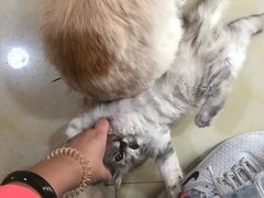 -啊马英豌豆粉