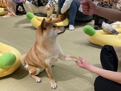 -逗柴咖啡屋·狗咖猫咖宠物桌游