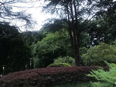 -神仙树公园