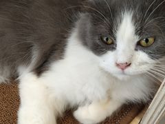 -飞行喵MR PILOT|猫舍·猫咖(静安大融城店)