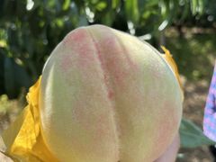 -老袁家蜜桃农场·阳山水蜜桃