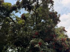 -张坝桂圆林公园