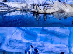 -海合安青岛极地海洋公园