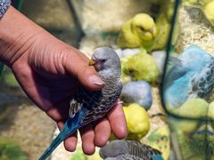 -青石桥花鸟鱼虫市场(叠翠城店)