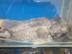 -宾朋海鲜特色美食餐厅·纯手工鲅鱼水饺(兴海路店)