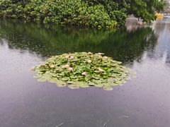 -荔枝公园(福田区)