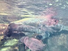 -太平洋海底世界