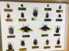 -上海昆虫博物馆