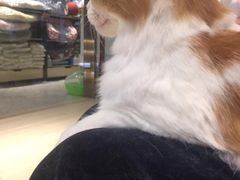 -momokira米努特·德文卷毛猫·棉花面纱犬