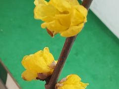 -无锡梅园公园