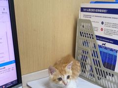 -宠颐生猫科·内科皮肤科(西平世纪城店)