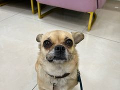 -北京观赏动物医院·24小时大型综合·猫专科·异宠专科