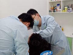 -汪喵宠物医院·骨科心脏影像·犬猫急重症ICU诊疗中心(成华分院)