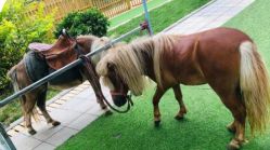 -萌宠亲子动物乐园(槐房万达店)